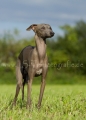 16 Windhund-Trio